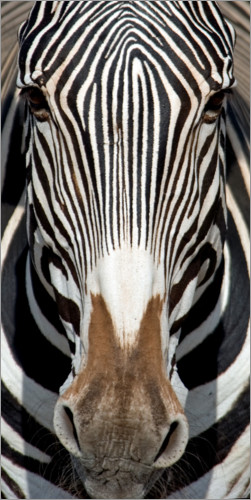 Poster Zebra Porträt