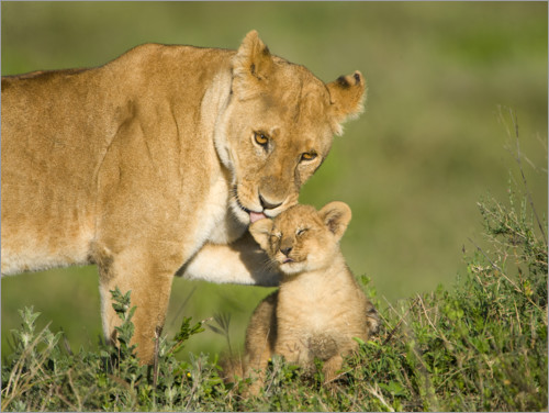 Poster Löwenmutter mit Jungem