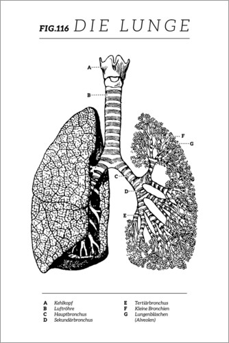 Poster Die Lunge, Diagramm (Vintage)