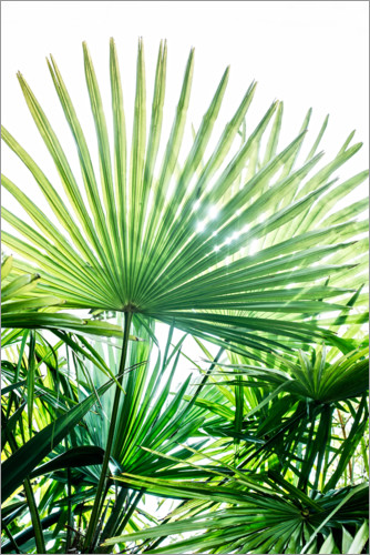 Poster Palmenblätter