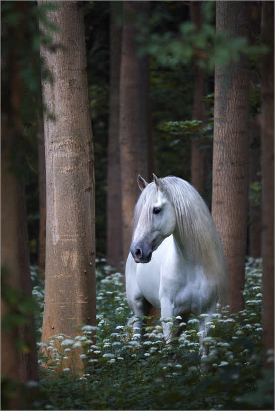 Poster Verwunschenes weißes Pferd