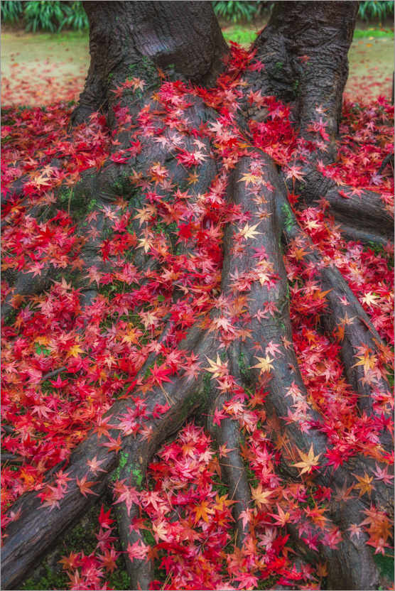 Poster Herbstlaub des Ahorn