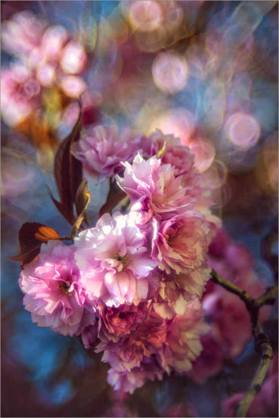 Poster Japanische Kirschblüte