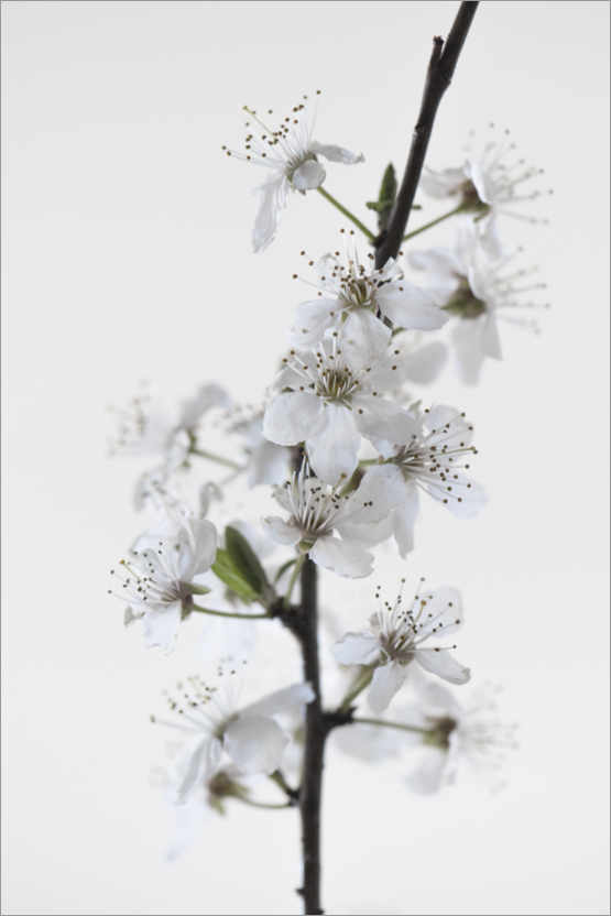 Poster Weiße Blüten