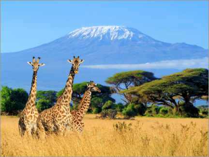Acrylglasbild  Drei Giraffen vorm Kilimanjaro