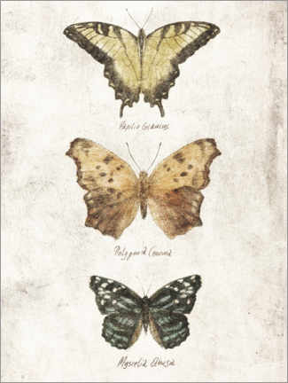 Wandsticker  Schmetterlinge II - Mike Koubou