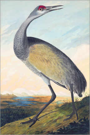 Wandbild  Kanadakranich - John James Audubon