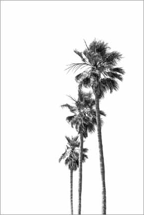 Poster Palmen in Schwarzweiß