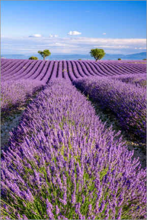 Leinwandbild  Sommer in der Provence - Achim Thomae
