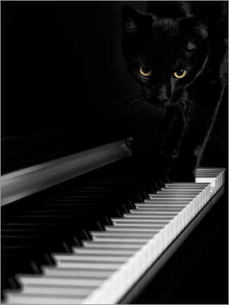 Leinwandbild  Schwarze Katze auf einem Klavier - Maxim Images