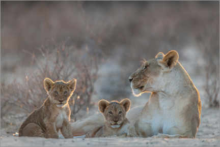 Poster Löwin mit zwei Jungen