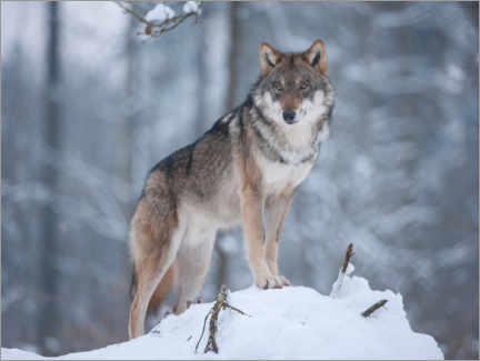 Acrylglasbild  Grauer Wolf im Schnee - Frank Sommariva