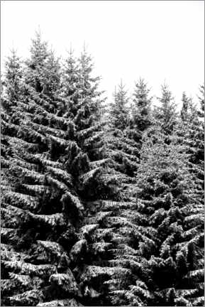 Poster  Schneebedeckte Weihnachtsbäume - Studio Nahili