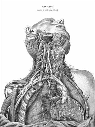 Holzbild  Anatomie des Nervensystems im Herzen, Hals und Arm