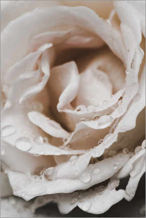 Poster Summer Rose