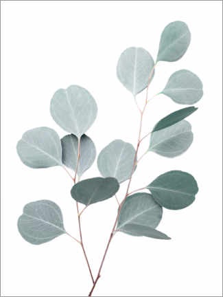 Poster Blauer Eukalyptus