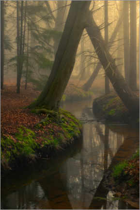 Holzbild  Nebliger Wald in den Niederlanden - Jos Pannekoek