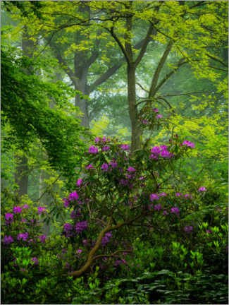 Gallery Print  Rhododendren in einem grünen Wald - Jos Pannekoek
