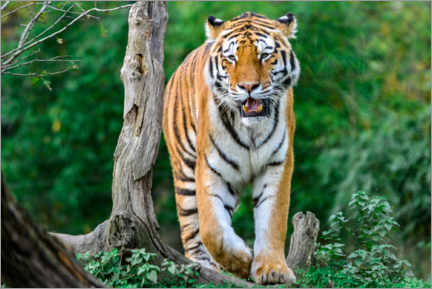 Poster Amur-Tiger