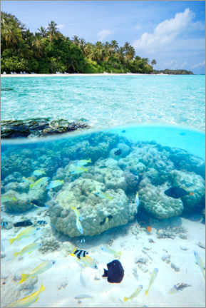Acrylglasbild  Im Meer der Malediven - Matteo Colombo