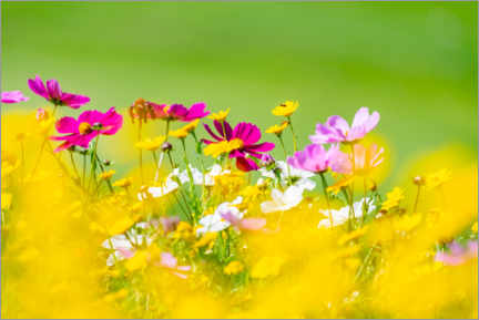 Poster Sommerliche Blumenwiese