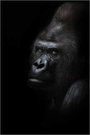 Acrylglasbild  Mächtiger männlicher Gorilla - Mikhail Semenov