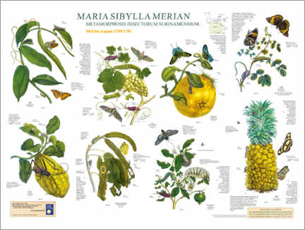 Hartschaumbild  Maria Sibylla Merian - Surinam Mai bis August - Planet Poster Editions