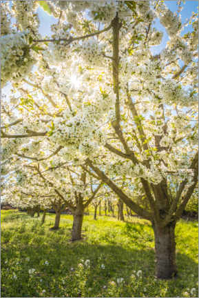 Poster Blühende Kirschbäume im Frühling