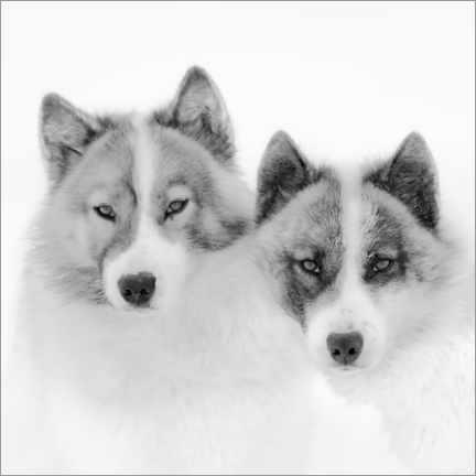 Holzbild  Zwei Schlittenhunde in der Arktis - Jones &amp; Shimlock