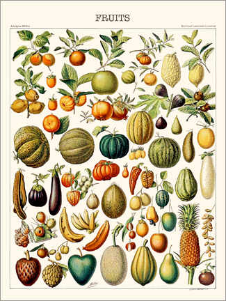 Acrylglasbild  Illustration von Früchten, 1923 - Adolphe Millot