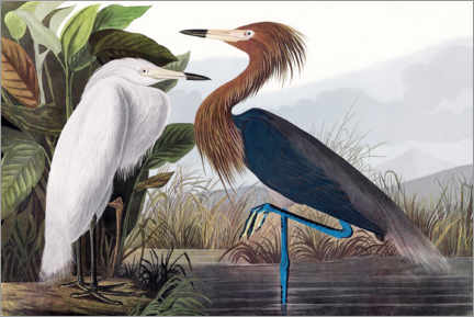 Wandbild  Rötelreiher - John James Audubon