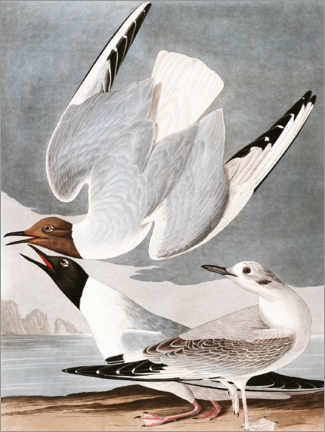 Wandbild  Möven - John James Audubon