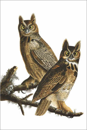 Wandbild  Virginia-Uhu - John James Audubon