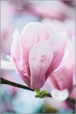 Wandsticker  Magnolienblüte im Frühling - Peter Wey