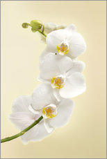 Gallery Print  Weiße Orchidee