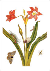 Wandsticker  Lilie mit Lepidoptera Metamorphose - Maria Sibylla Merian