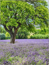 Gallery Print  Lavendel-Feld in der Provence - Terry Eggers