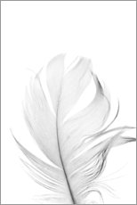 Acrylglasbild  Weiße Feder - Art Couture
