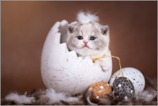 Leinwandbild  Kätzchen, wie aus dem Ei gepellt - Janina Bürger