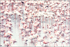 Poster Flamingoschwarm