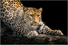 Acrylglasbild  Leopard auf der Lauer - Friedhelm Peters