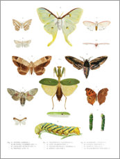 Poster  Farbenpracht der Insekten II - Wunderkammer Collection