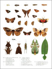 Poster  Farbenpracht der Insekten VII - Wunderkammer Collection