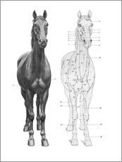 Leinwandbild  Anatomie des Pferdes - Wunderkammer Collection