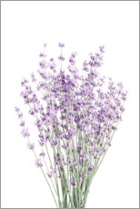 Leinwandbild  Duftender Lavendel - Sisi And Seb