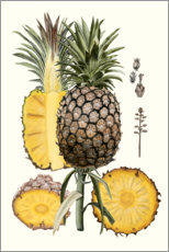 Holzbild  Ananas, Botanische Studie II - Naomi McCavitt