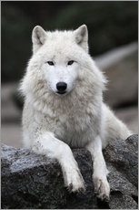 Wandsticker  der wolf - WildlifePhotography