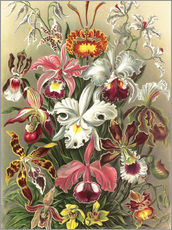 Wandsticker  Orchideen, Orchidae (Kunstformen der Natur, 1899) - Ernst Haeckel