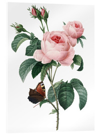 Acrylglasbild  Rose von hundert Blütenblättern - Pierre Joseph Redouté