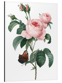 Alubild  Rose von hundert Blütenblättern - Pierre Joseph Redouté